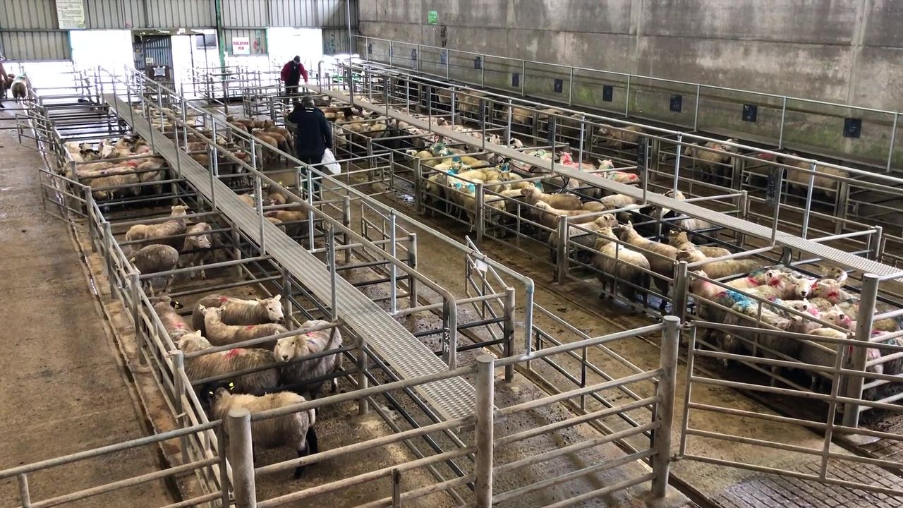 Sheep marts: Heavy lambs hit €179 at Ennis Mart