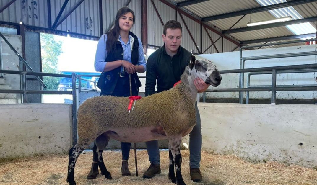 Prices break €2,000 at Bluefaced Leicester sale