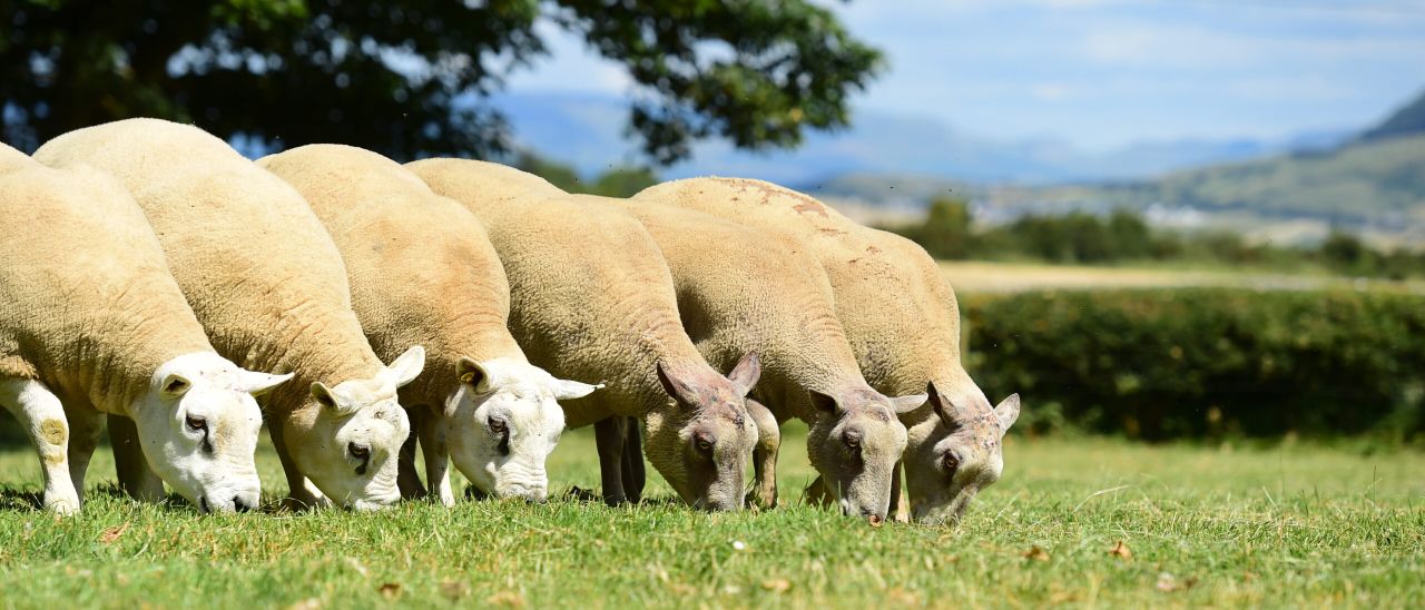 'Big Boy Ram Sale' targets commercially-driven farmers