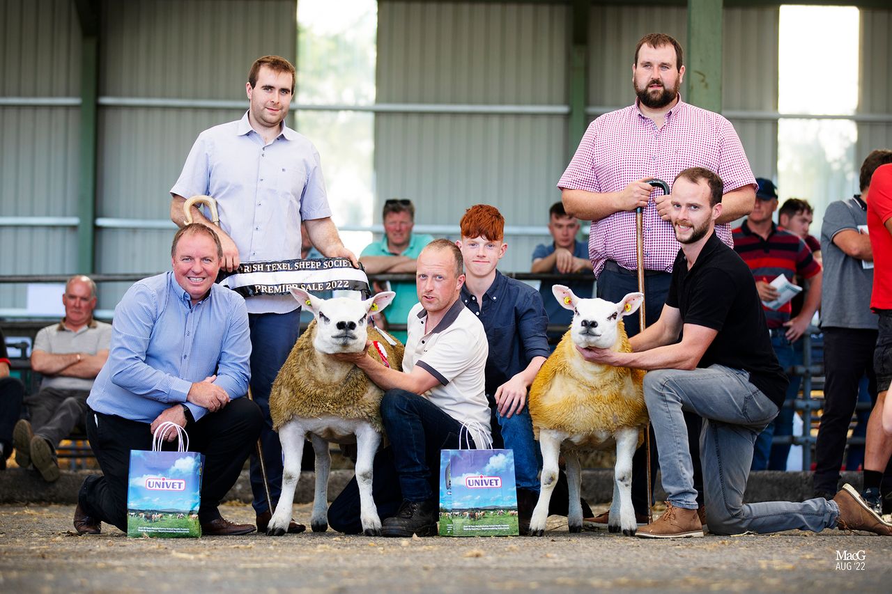 Trade as hot as the weather at Irish Texel premier sale