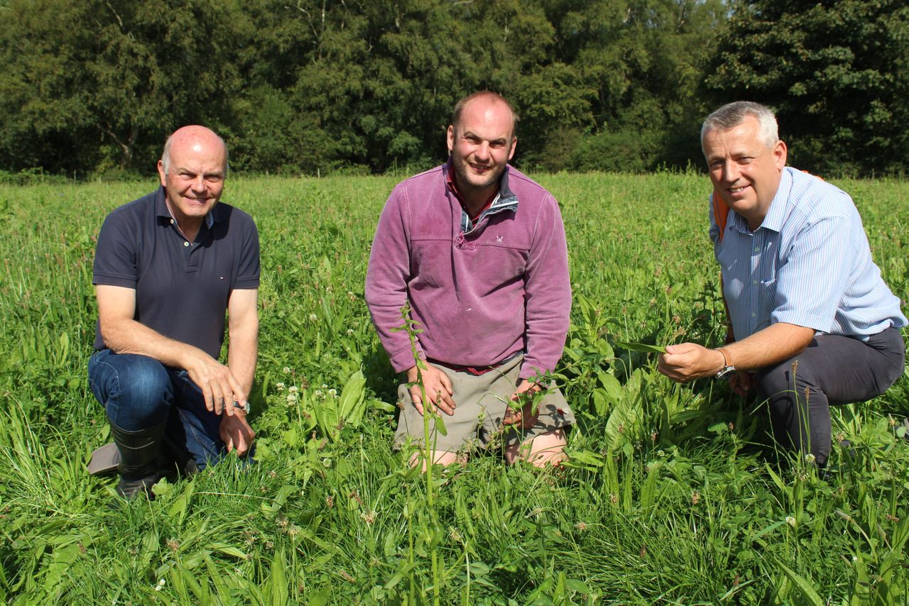 Multi-species sward integral part of grazing regime on NI dairy farm