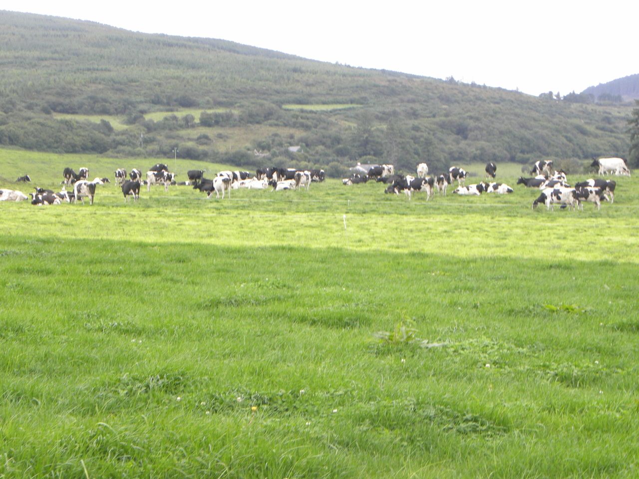 Dairy farmers face €80m superlevy fine