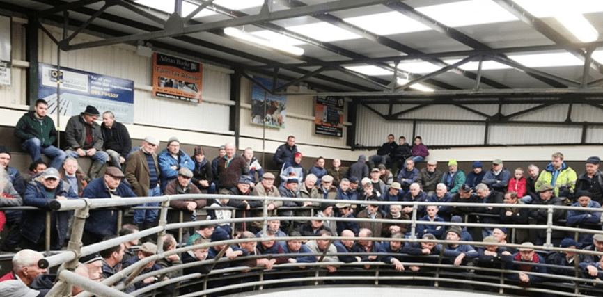 More farmers in the market for good-quality forward store cattle at Ballinrobe Mart