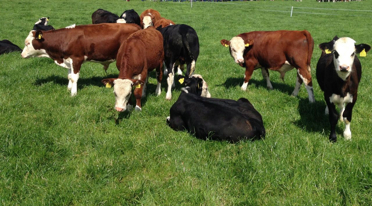 Calf health event to focus on the key stages of calf-to-beef system