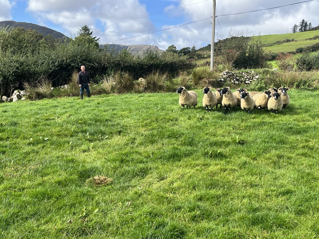 Ewe lambs for the sale