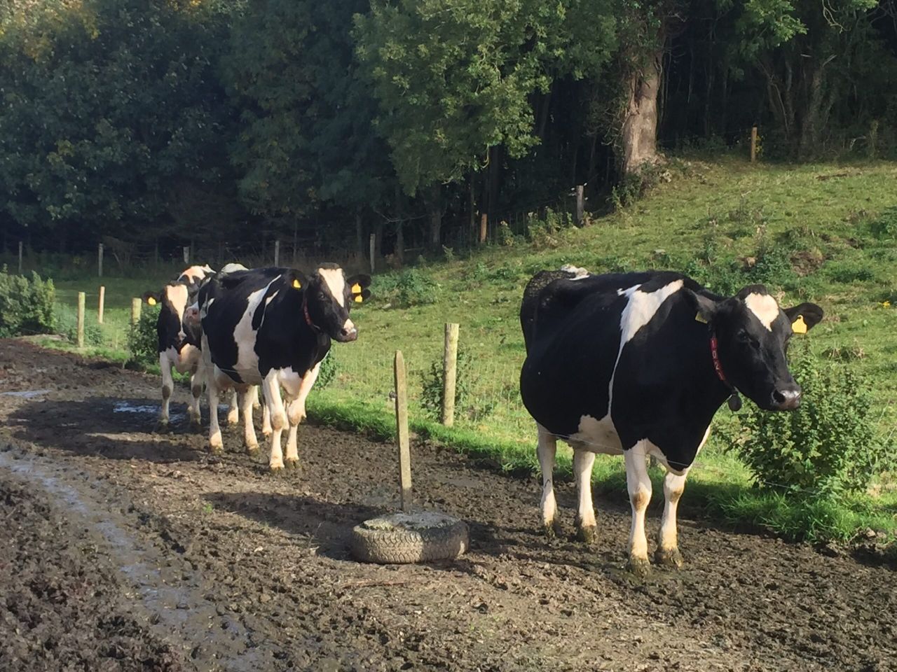 White line and sole bruising a huge risk as grazing kicks off