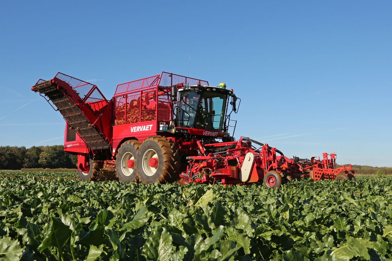 What beet variety will you grow this season?