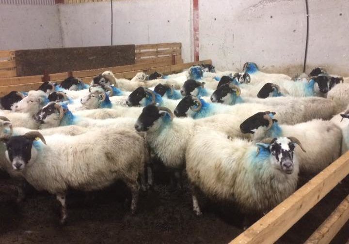 Reward offered for info leading to the recovery of 74 stolen sheep