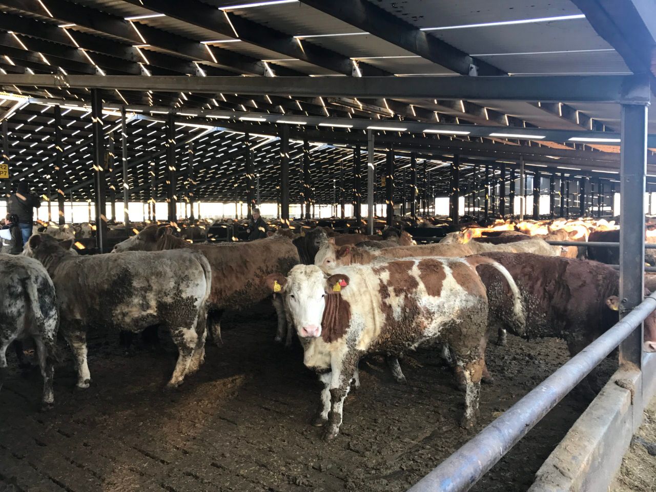 'Feedlot operations undermine Origin Green' - Beef Plan Movement