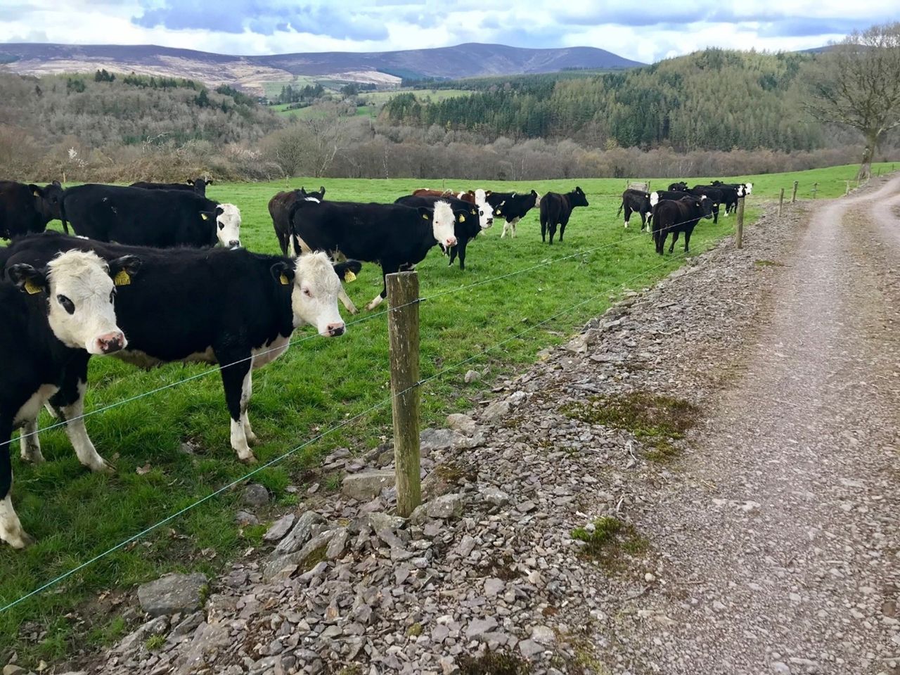 Teagasc Green Acres: Maximising animal performance in the Nire Valley