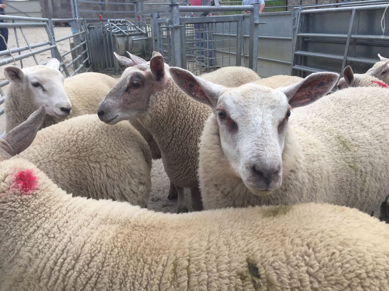 Be mindful of withdrawal dates when dosing lambs