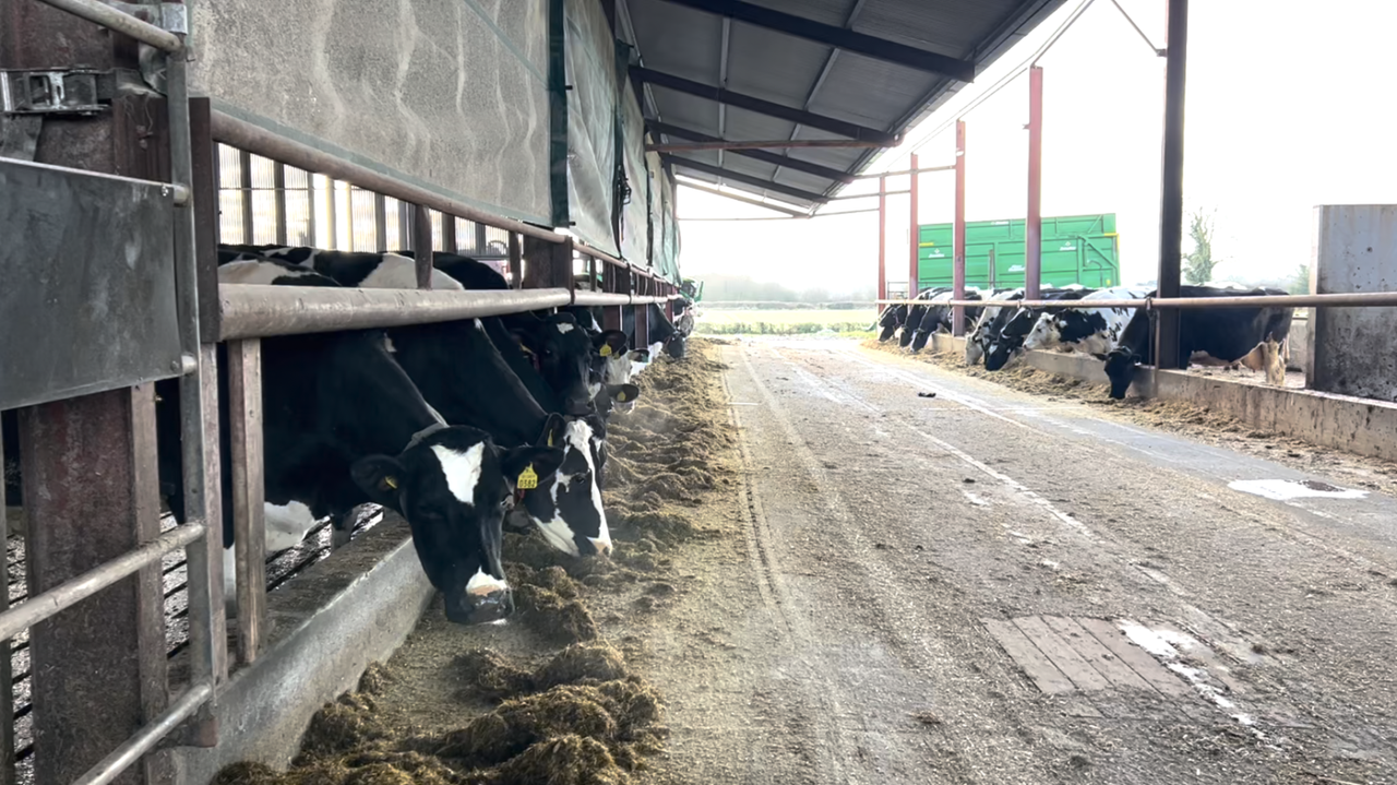 Dairy Focus: Operating a housed system in Offaly