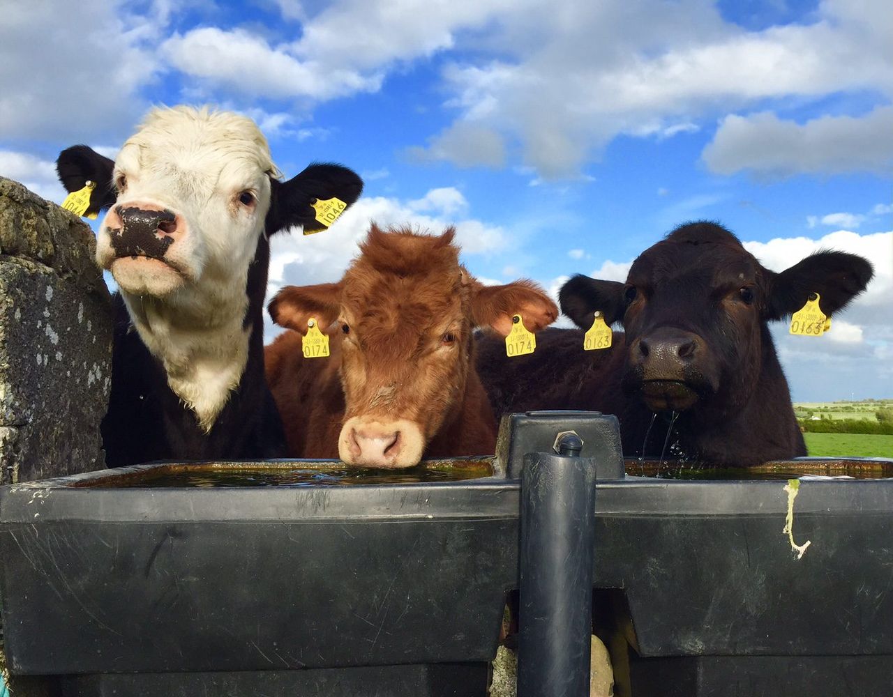 North/south beef heifer price differential narrows to 25.7c/kg
