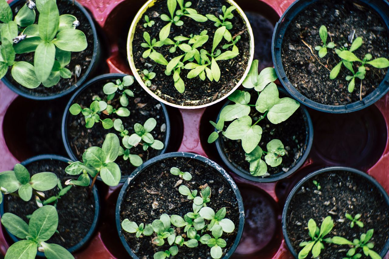 EU agriculture MEPs adopt changes to Plant Health Law
