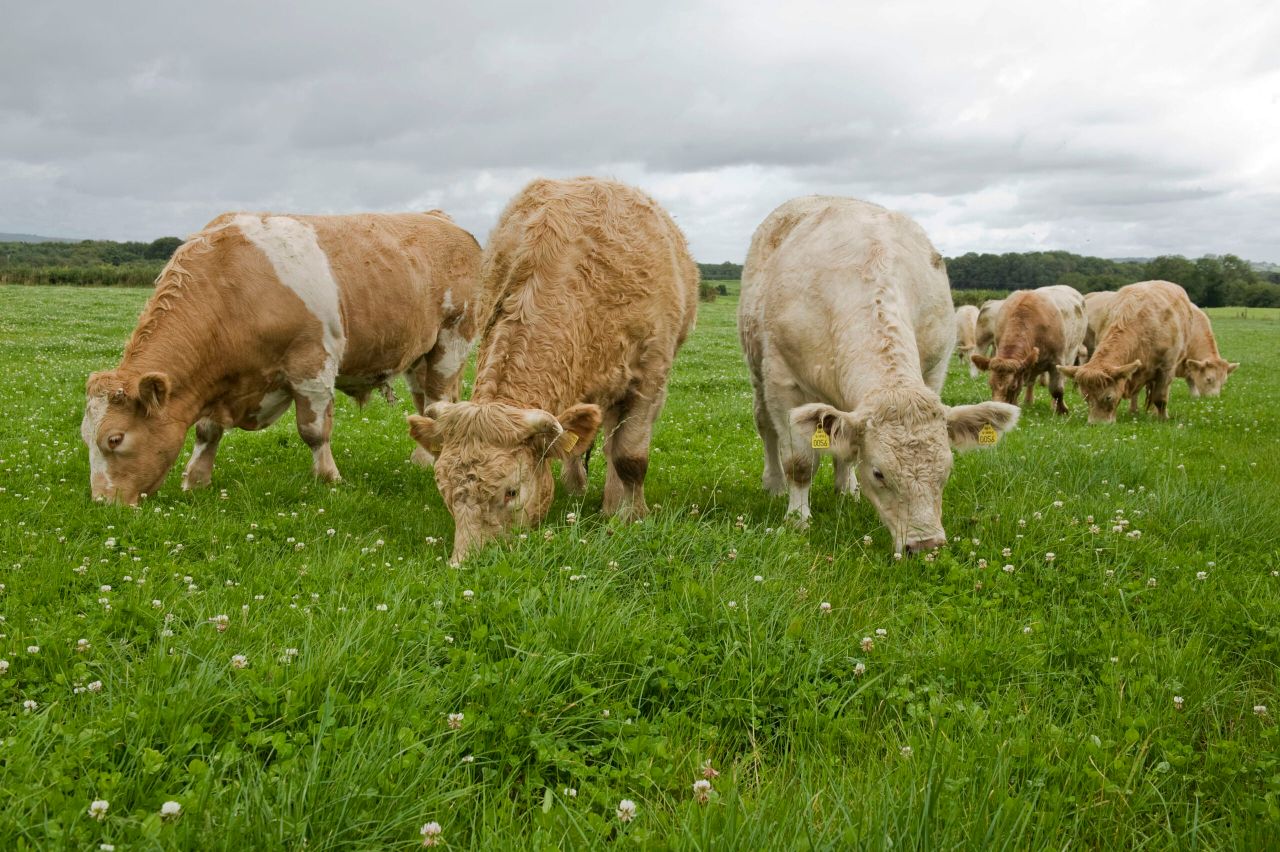Minister wants your views on beef producer groups