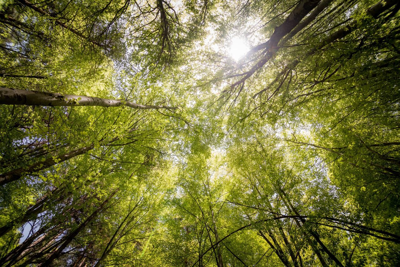 Forestry licensing remains 'major issue' impacting hurley makers - TD