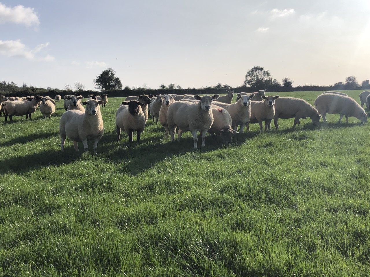 Moving cull ewes on while the trade is strong