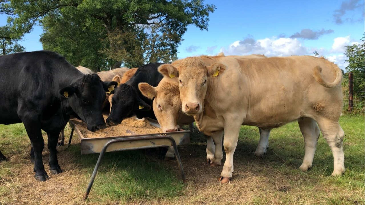 Factory quotes: Cattle prices firm with price cuts reversed