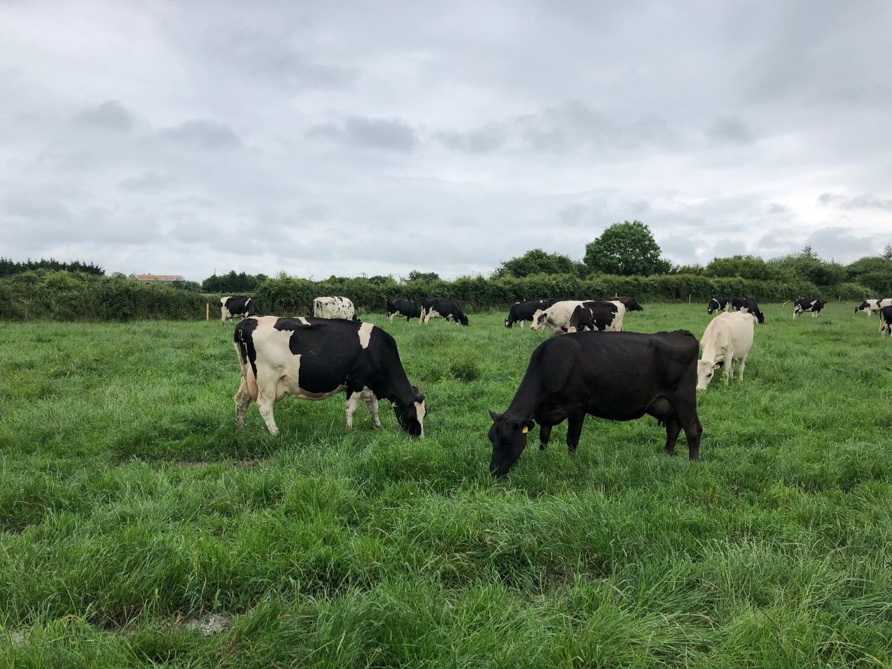 Dairy farm incomes see a 9% increase in 2019