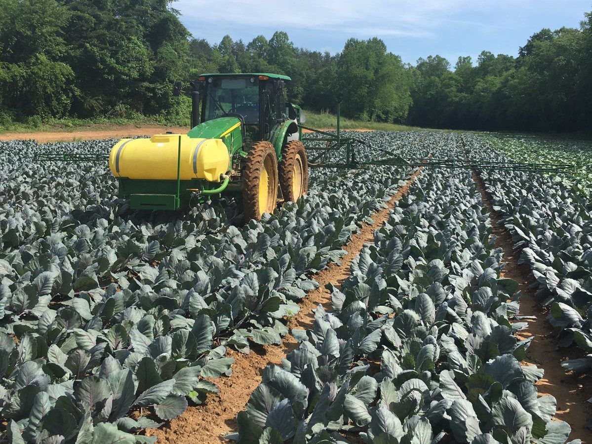 Tillage focus: This Irish man is planting vegetables in the North Carolina hills