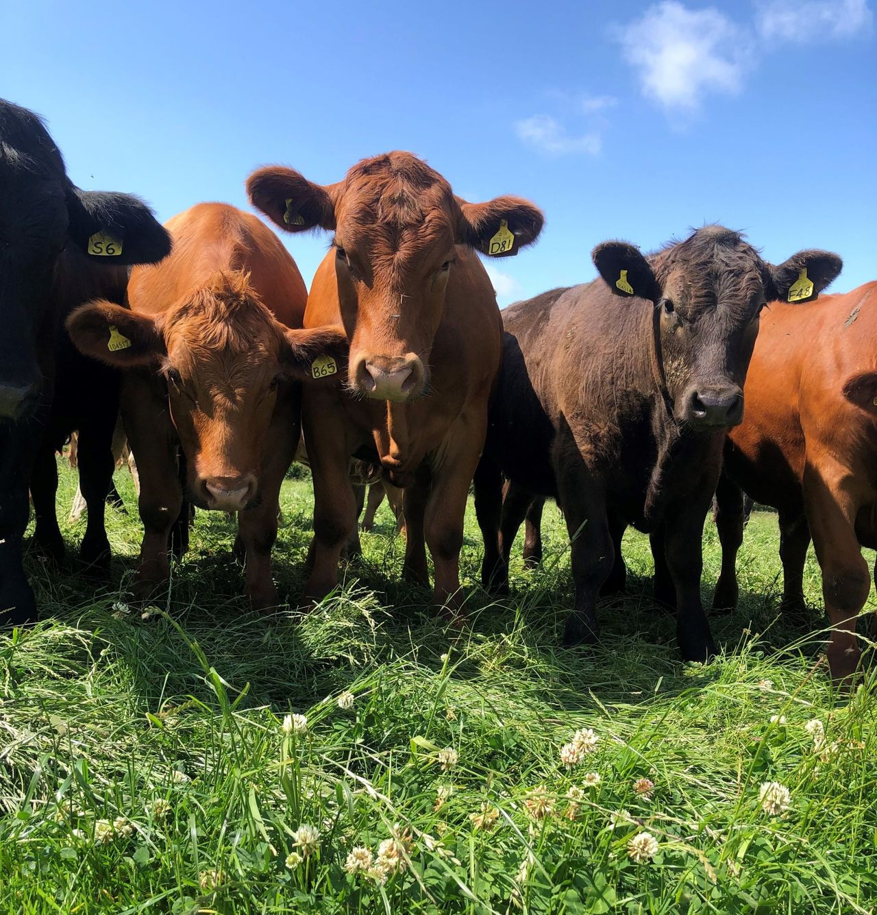 Beef cattle. Image: CAFRE