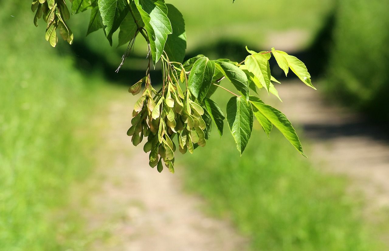 Support urged for farmers dealing with ash dieback along public roads