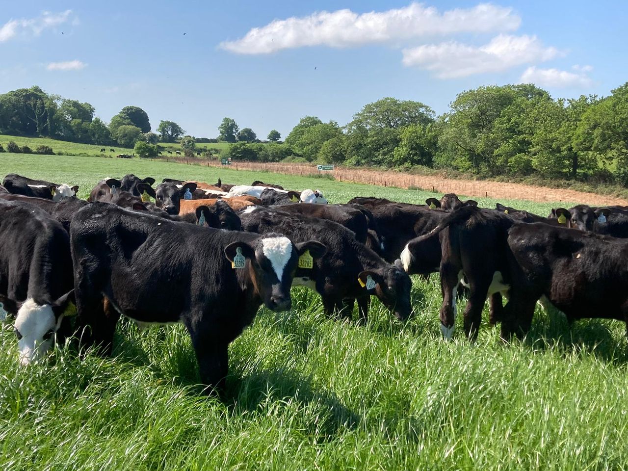 ABP Demo Farm: New post-weaning strategy for calves