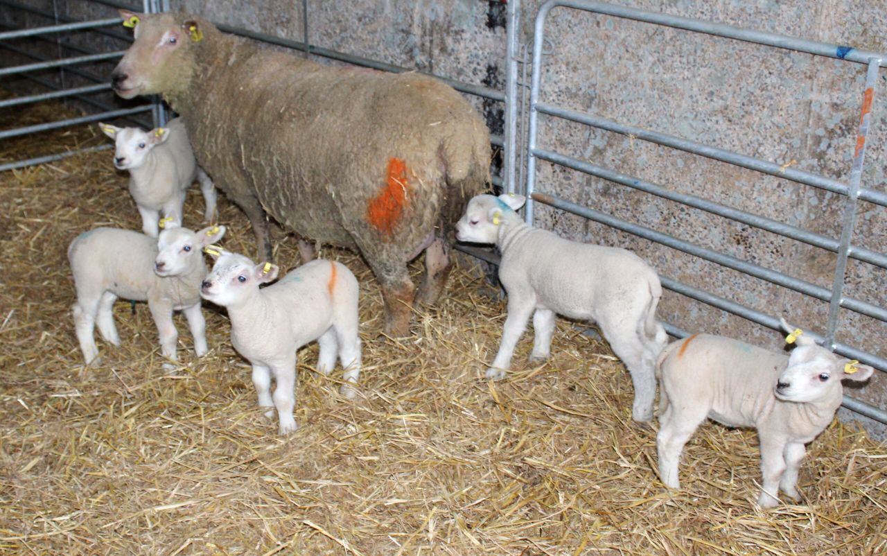 Quintuplets born to Charollais ewe on Tyrone farm