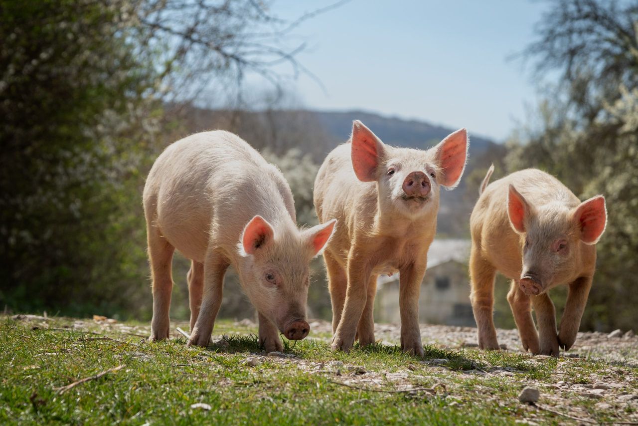 DAFM has 'implemented specific actions to help improve' pig welfare
