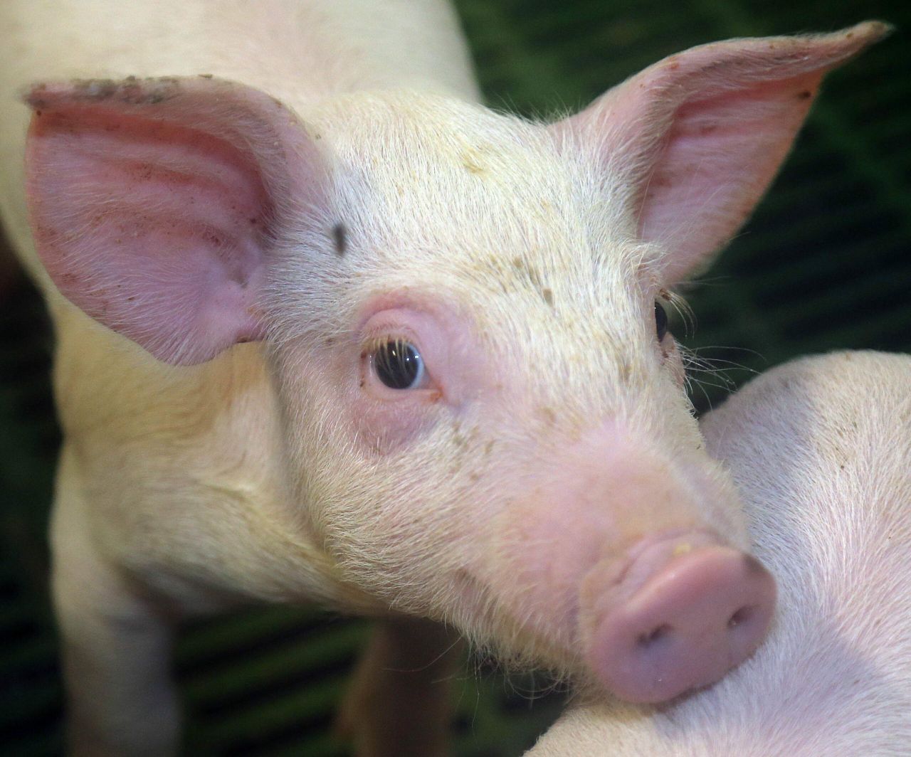 Vegan advert on pigs banned for being 'misleading' in the UK