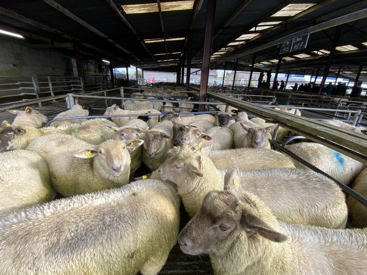 Lamb prices steady at marts with the weather disrupting normal service