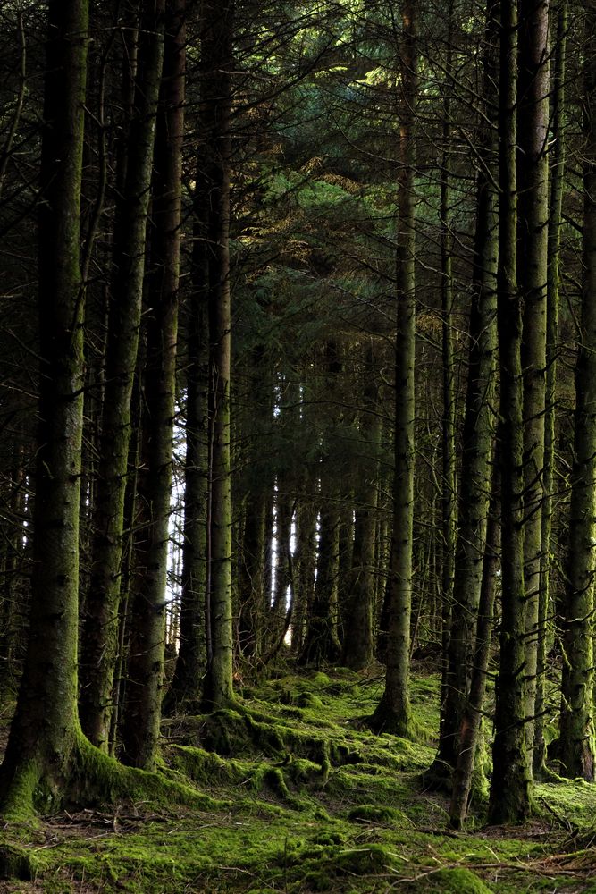Nationwide January forestry meetings on new programme