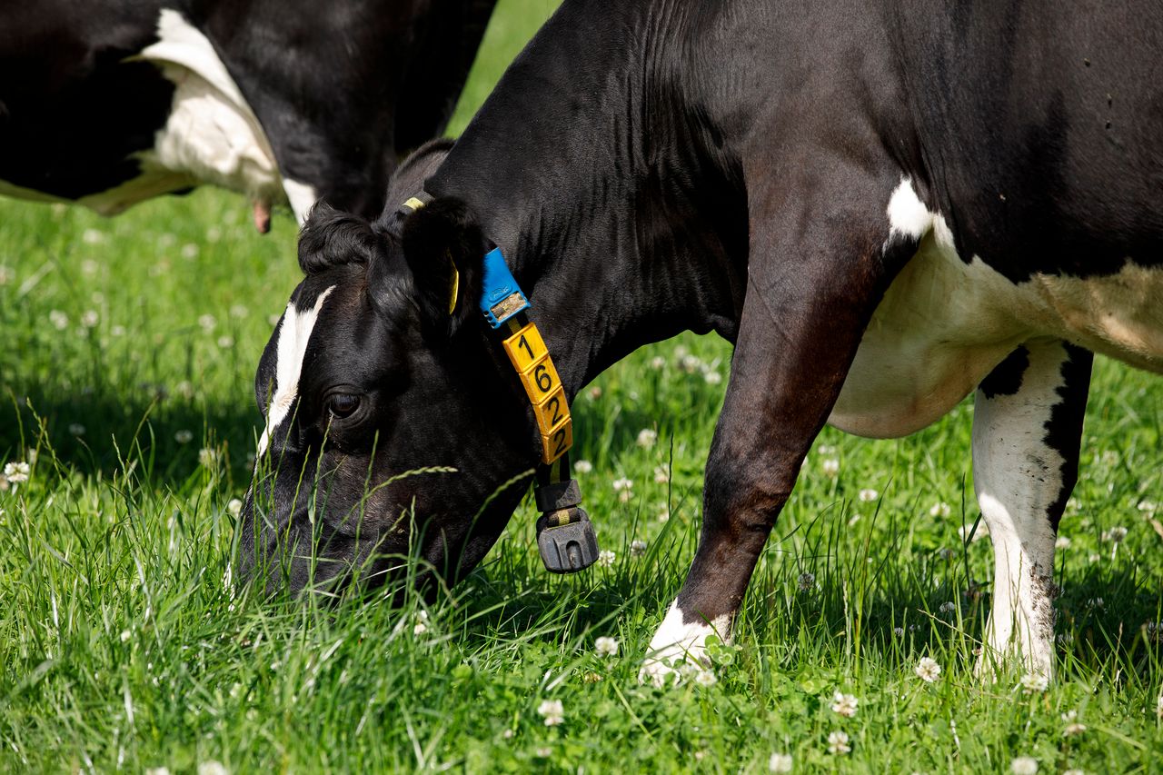 Dairy advice: Be wary of bloat in high-clover paddocks