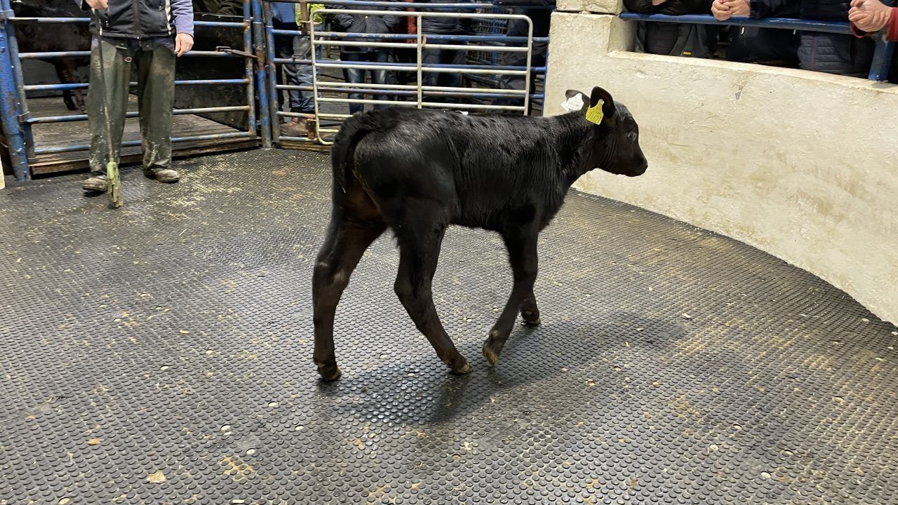 Angus bull calves see average price cross a record €400