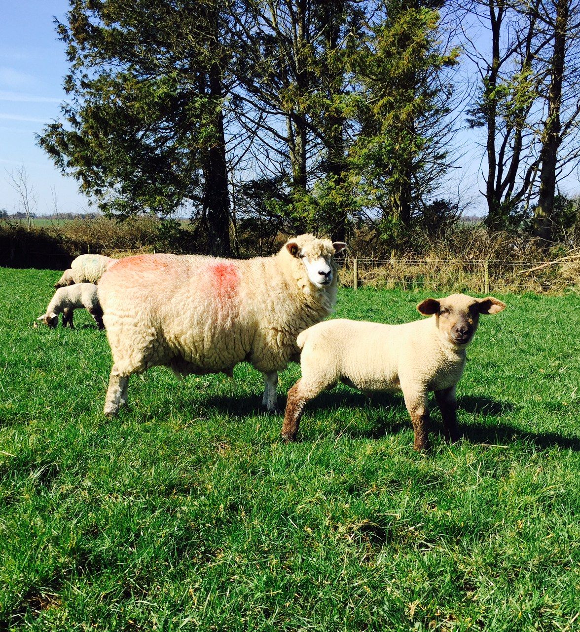 'Spring lambs making €100 over the weight this week'