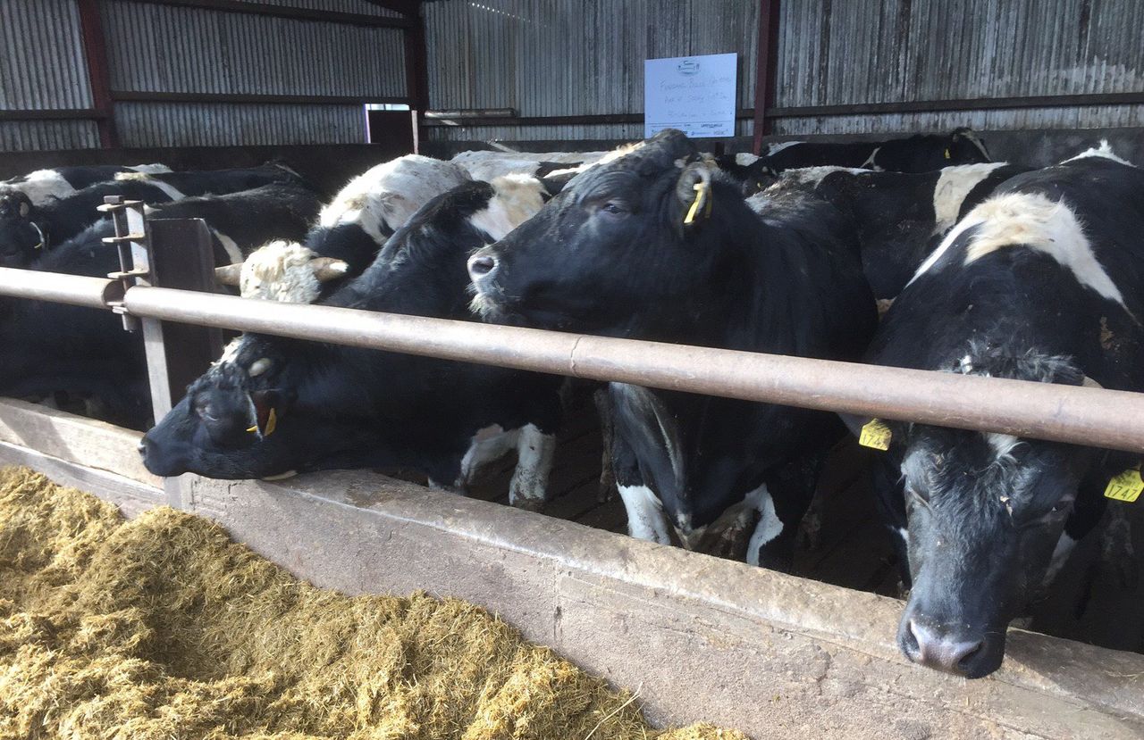 Consignment of bulls sought for Libyan market
