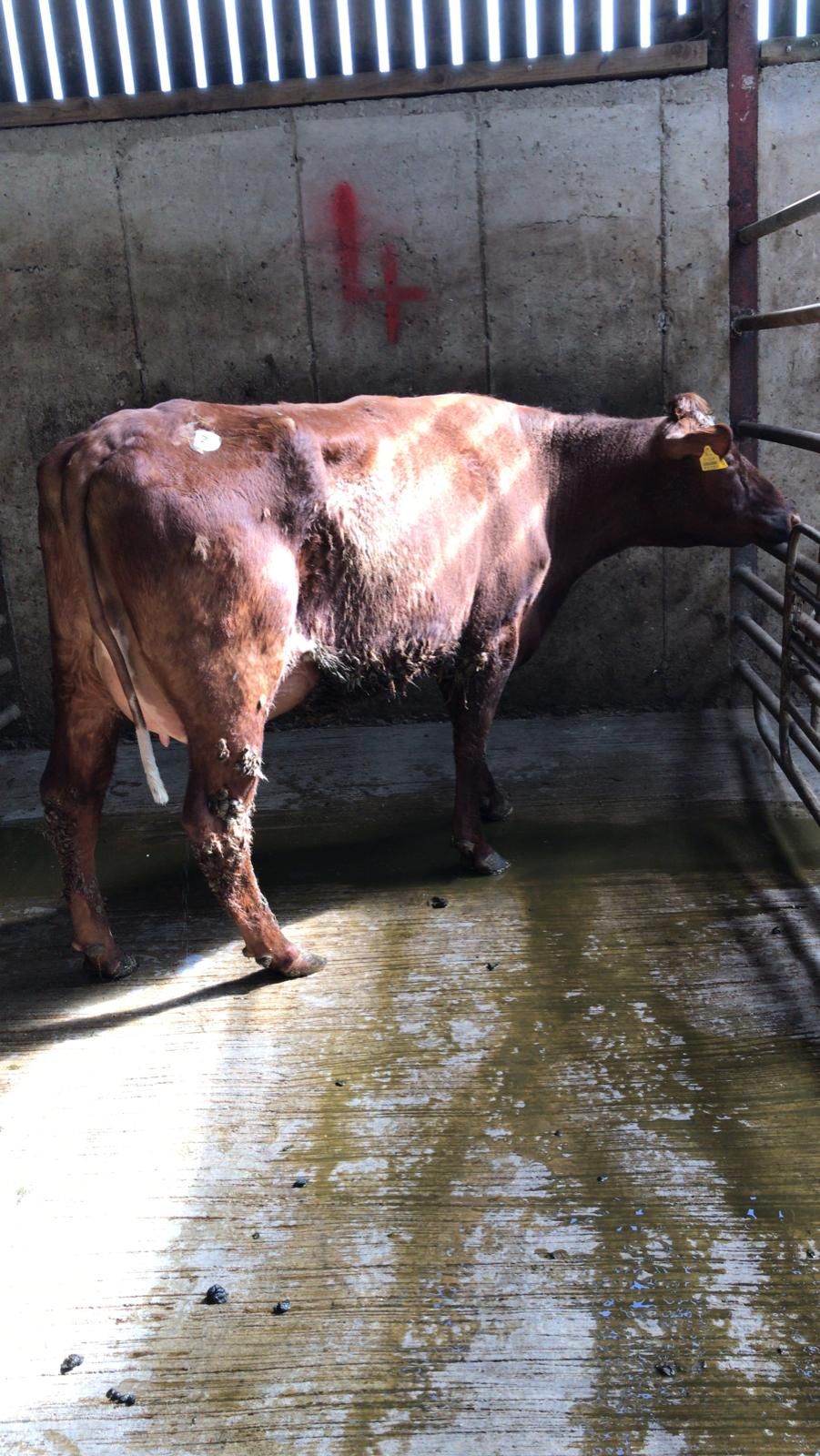 Prices reach €2,525 at Waterford Ross dairy sale