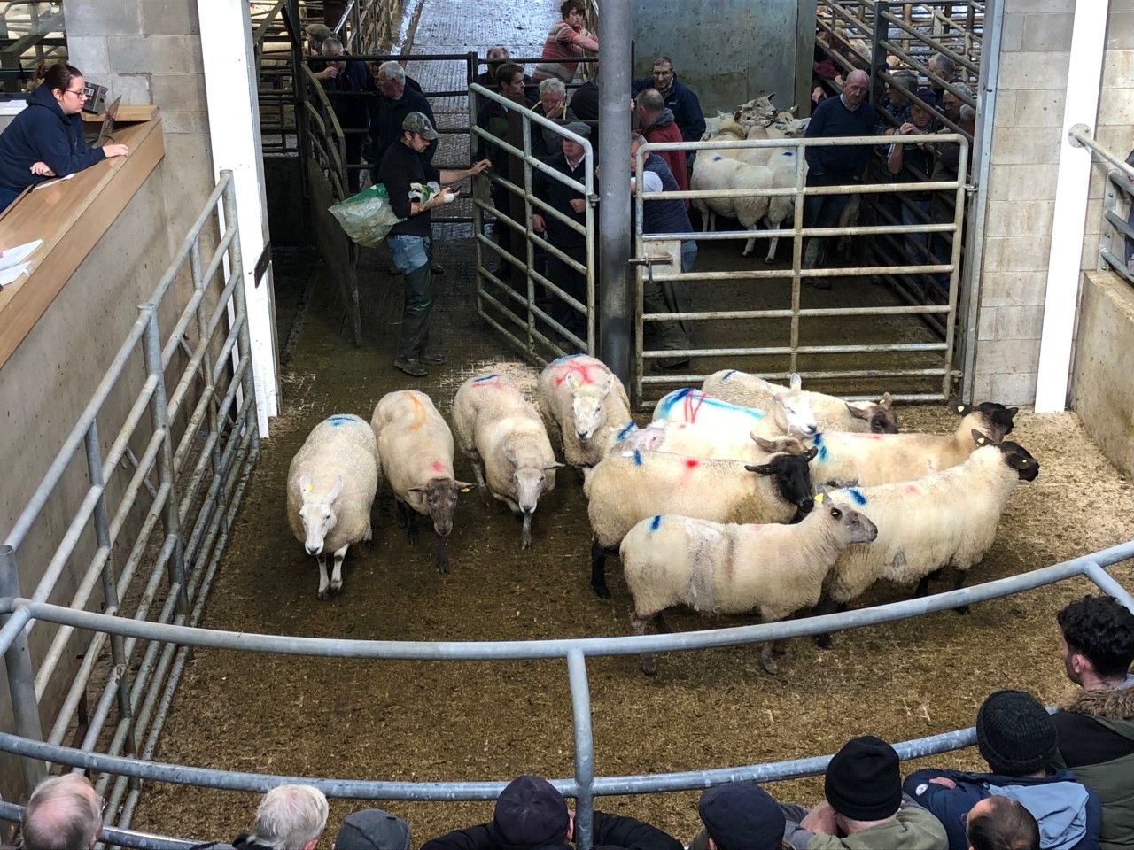 Sheep marts: Farmers continue to battle with factory agents for well-fleshed hoggets