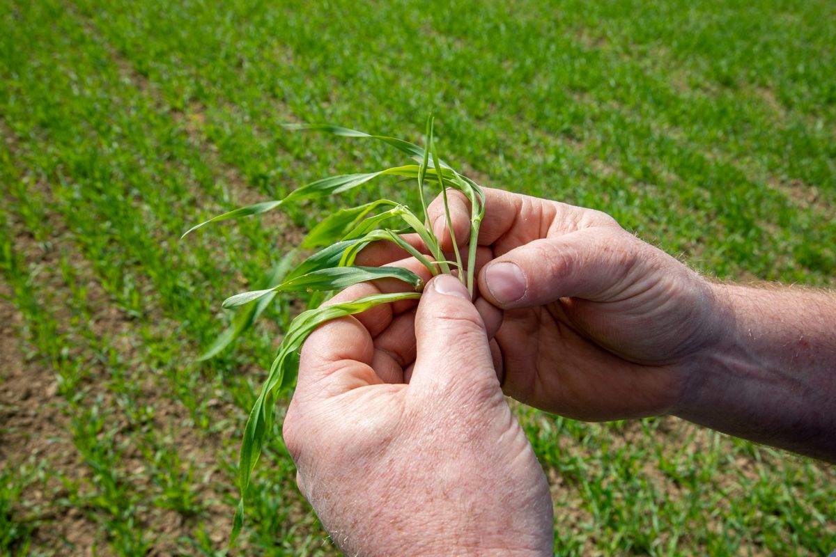 CROPS WATCH: Creating a good root structure in spring barley is key