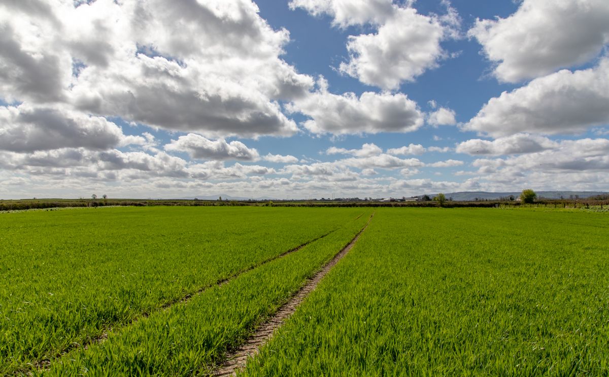 3,110 farms planted at least 30ha of tillage crops in 2020