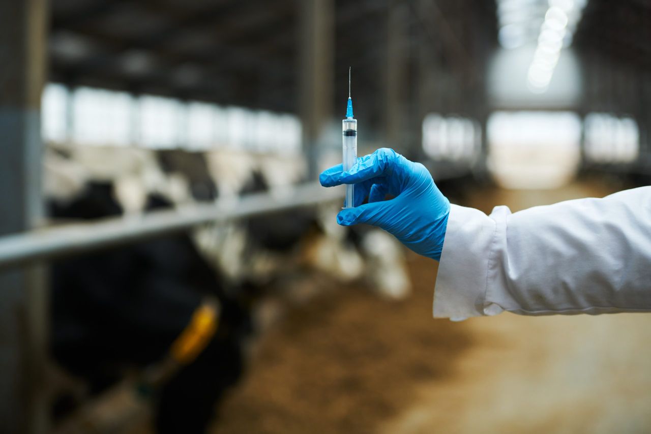 ICSA: 'Additional support' needed for bluetongue vaccination