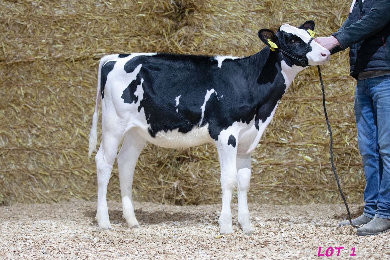 31,000gns achieved at online Sizzler Select sale