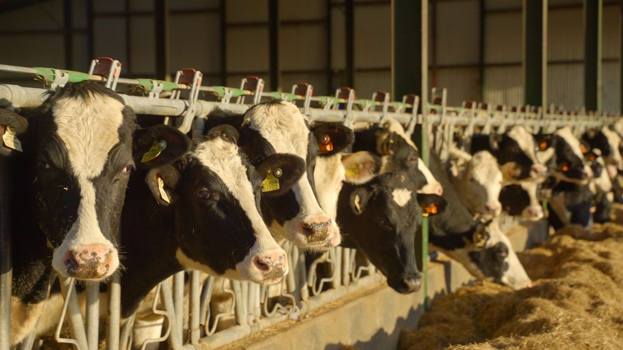 What is involved in a synchronisation programme?