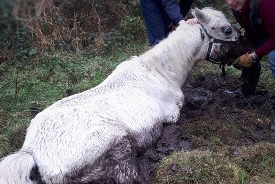 30 horses abandoned in Leitrim forest over 12-month period