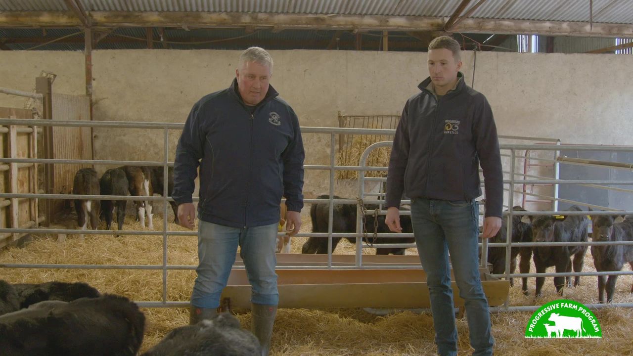 Progressive Farm Program: Huge genetic gains on dairy-beef enterprise