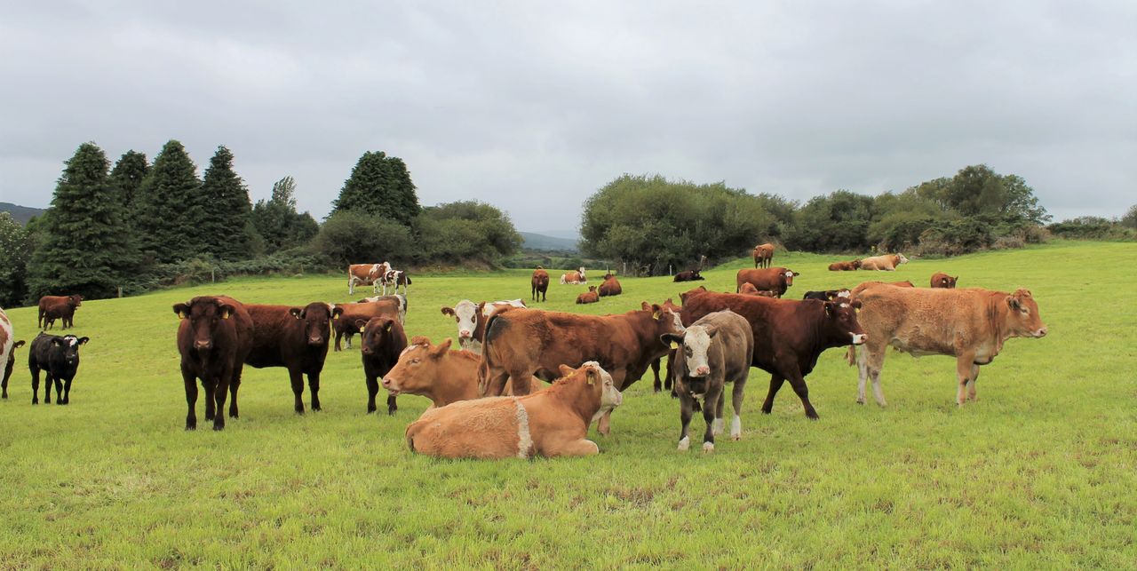 Power submits beef sector review draft to IFA