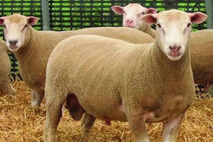 Move away from continental breeding pays dividends for Co. Tyrone sheep farmer