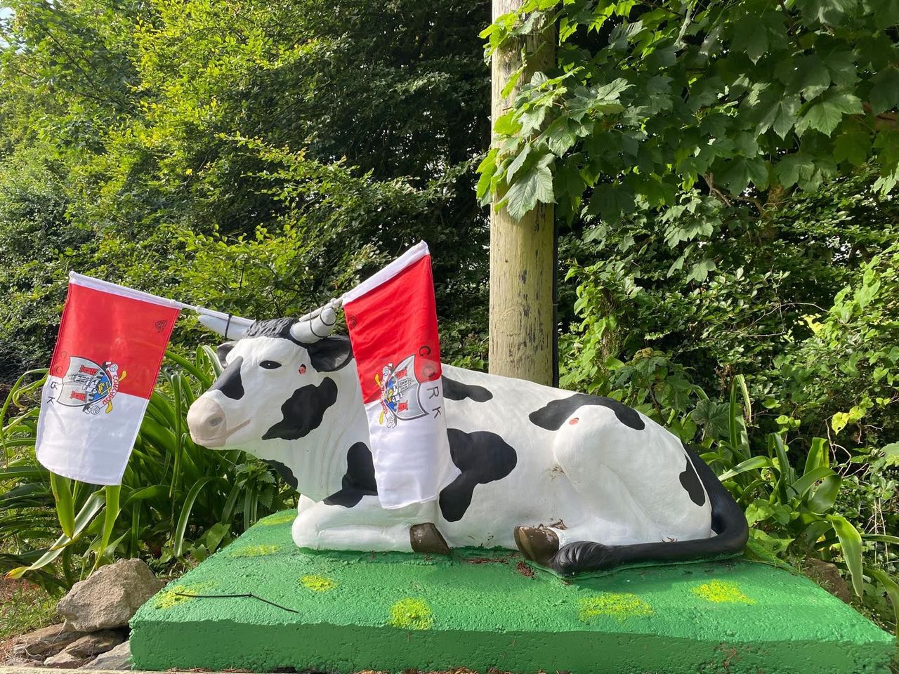 Cork cow dons county colours  ahead of upcoming All-Ireland final
