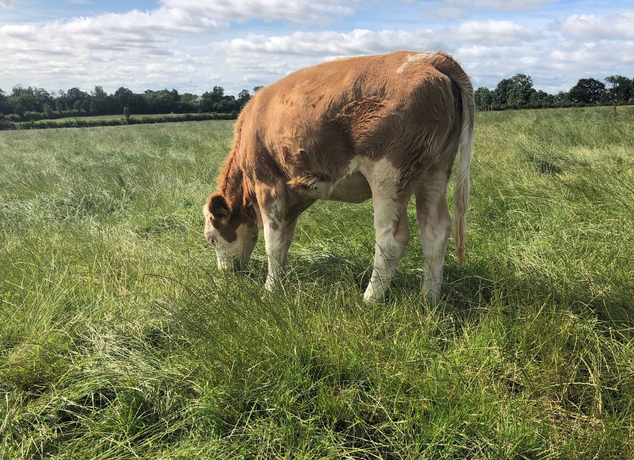 Dairy focus: Importing Fleckviehs...from Austria to Co. Kilkenny
