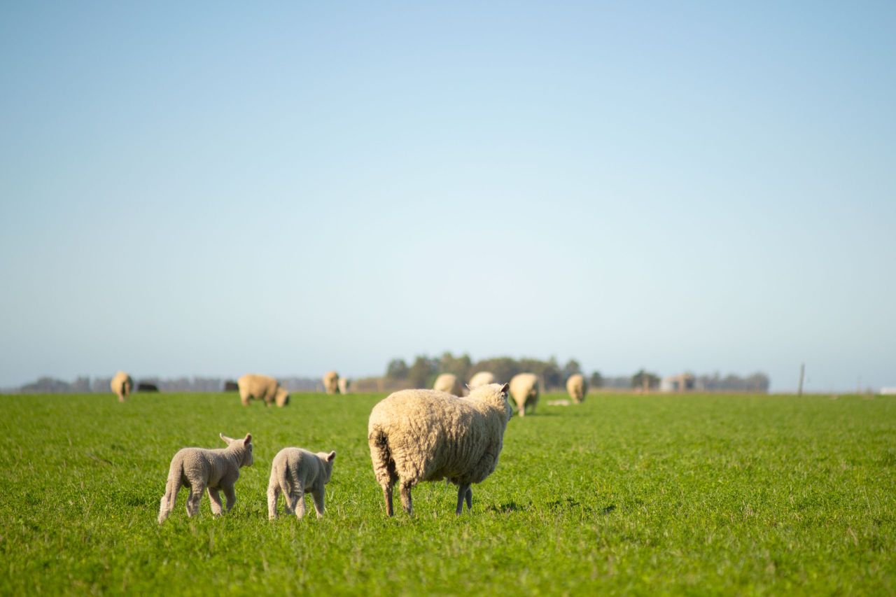 Numerous sheep killed in Longford dog attack